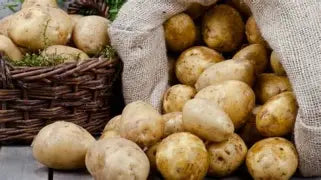 Baking Potatoes - 100ct
