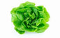 Lettuce - Green Leaf - 24