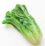 Lettuce - Romaine - 24ct
